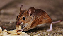 24 Hour & Emergency Exterminators in Orenco, OR